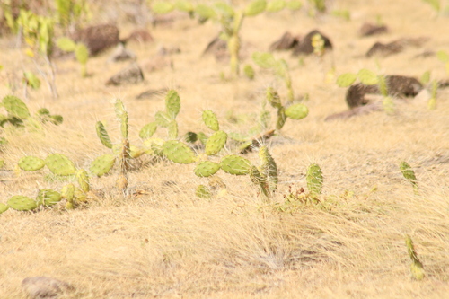 Opuntia triacanthos, photograph 2