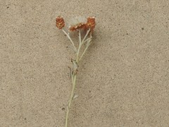 Helichrysum cochleariforme