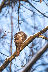 Accipiter nisus