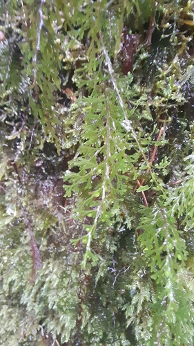 Image of Hymenophyllum recurvum by (c) lauralaska66, some rights reserved (CC BY)