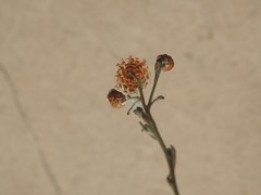 Helichrysum cochleariforme
