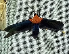 Psoloptera basifulva