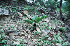 Synandrospadix vermitoxicus