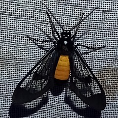 Cosmosoma stibosticta