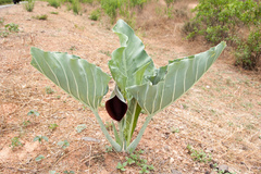 Synandrospadix vermitoxicus