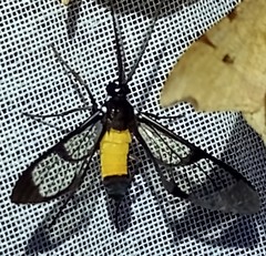 Cosmosoma stibosticta