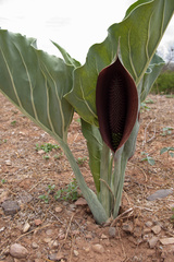 Synandrospadix vermitoxicus