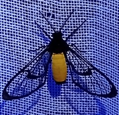 Cosmosoma stibosticta