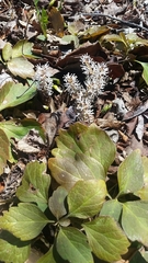 Pachysandra procumbens