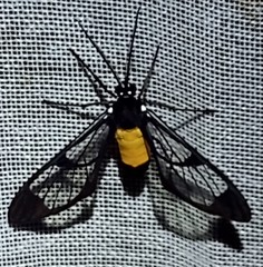 Cosmosoma stibosticta