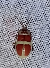 Asphaera discicollis