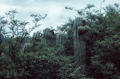 Trichocereus tacaquirensis