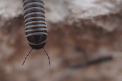 Ommatoiulus diplurus