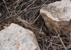 Ommatoiulus diplurus