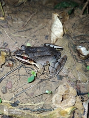 Leptodactylus didymus