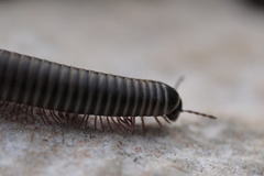 Ommatoiulus diplurus