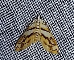 Neurophyseta