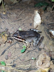 Leptodactylus didymus