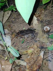 Leptodactylus didymus