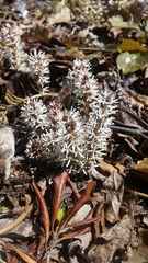 Pachysandra procumbens