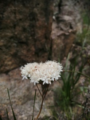 Corymbium africanum