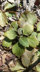 Pachysandra procumbens