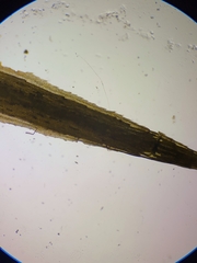 Polytrichum longisetum