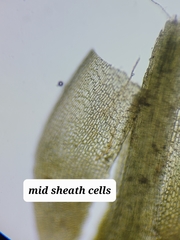 Polytrichum longisetum