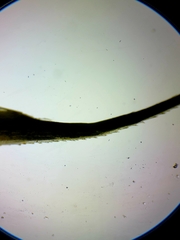 Polytrichum longisetum