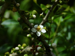 Bellucia mespiloides