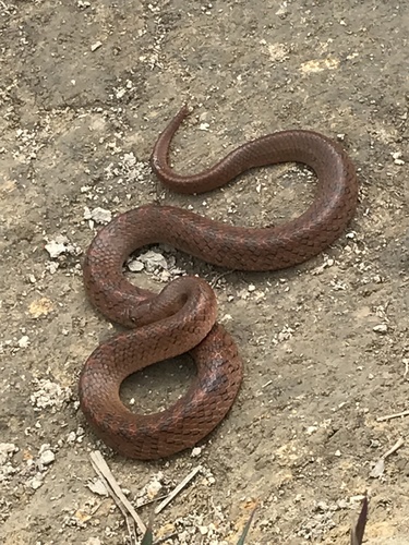 Photo of a Ashy Kukri Snake (Oligodon cinereus)