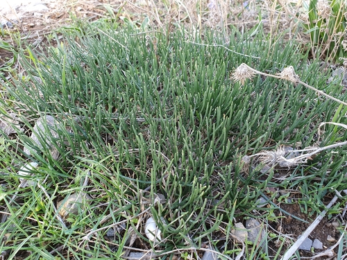 Image of Drimia fugax by (c) Mehdi Chetibi, some rights reserved (CC BY)