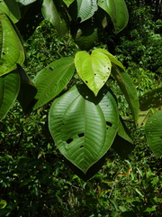 Bellucia mespiloides