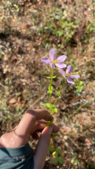 Sabatia angularis