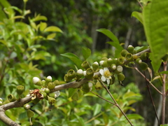 Bellucia mespiloides