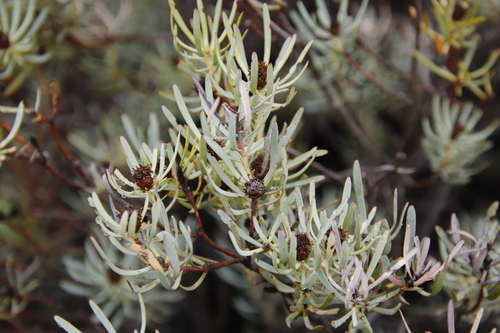 Image of Leucadendron meyerianum by (c) Tony Rebelo, some rights reserved (CC BY-SA)