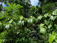 Bellucia mespiloides