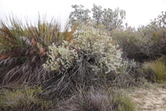 Leucadendron meyerianum