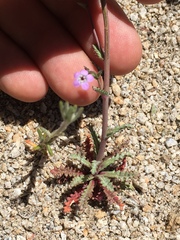 Gilia sinuata