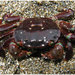 Purple Shore Crab - Photo (c) Dan Hershman, some rights reserved (CC BY)