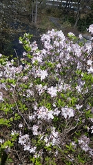 Rhododendron indicum
