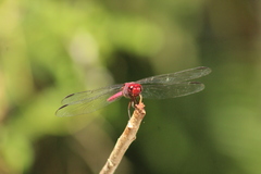 Orthemis macrostigma
