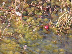 Vaccinium microcarpum