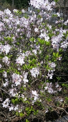 Rhododendron indicum