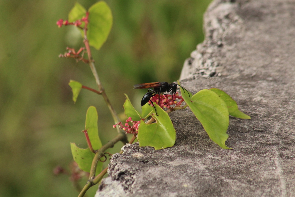 Sphex caliginosus