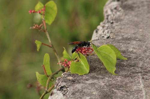 Sphex caliginosus