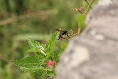 Sphex caliginosus
