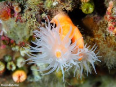 Dendrophyllia ramea