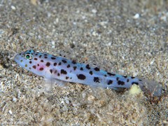 Thorogobius ephippiatus