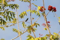 Eulampis holosericeus holosericeus